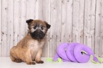 Small Photo #1 Soft Coated Wheaten Terrier Puppy For Sale in MOUNT VERNON, OH, USA