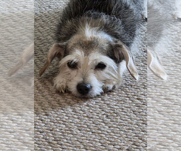 Medium Photo #4 Mutt Puppy For Sale in Sandy, UT, USA