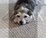 Small #3 Mutt