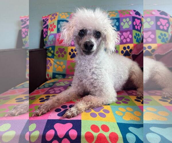 Medium Photo #4 Poodle (Miniature) Puppy For Sale in Pacolet, SC, USA