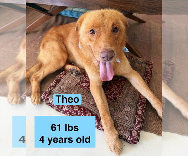 Medium Photo #1 Golden Labrador Puppy For Sale in West Hollywood, CA, USA
