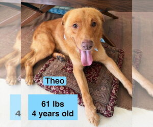 Golden Labrador Dogs for adoption in West Hollywood, CA, USA