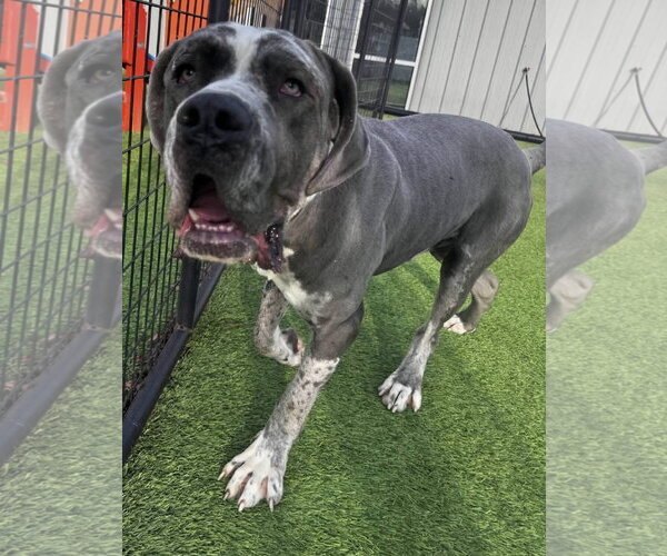 Medium Photo #4 Daniff Puppy For Sale in Alexander, AR, USA