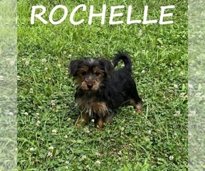 YorkiePoo Puppy for sale in HARTLAND, MN, USA