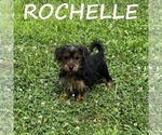 Small YorkiePoo