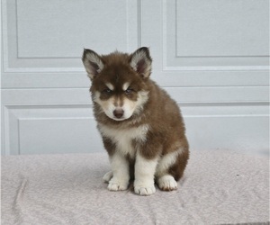 German Shepherd Dog-Siberian Husky Mix Puppy for sale in HOLMESVILLE, OH, USA