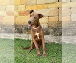 Small #2 Weimaraner Mix