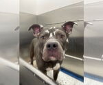 Small #2 American Pit Bull Terrier