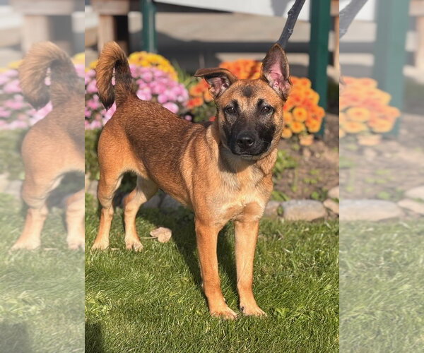 Medium Photo #1 German Shepherd Dog-Unknown Mix Puppy For Sale in Batavia, NY, USA