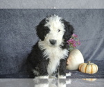 Small Photo #3 Sheepadoodle Puppy For Sale in FREDERICKSBG, OH, USA