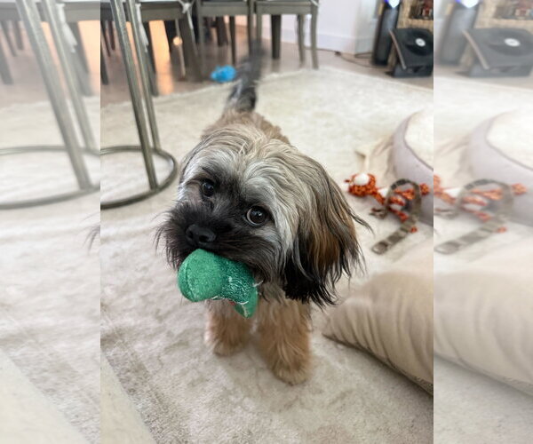 Medium Photo #4 Shih Tzu Puppy For Sale in Arlington, VA, USA