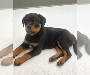 Rottweiler Puppy for sale in ESTILL SPRINGS, TN, USA