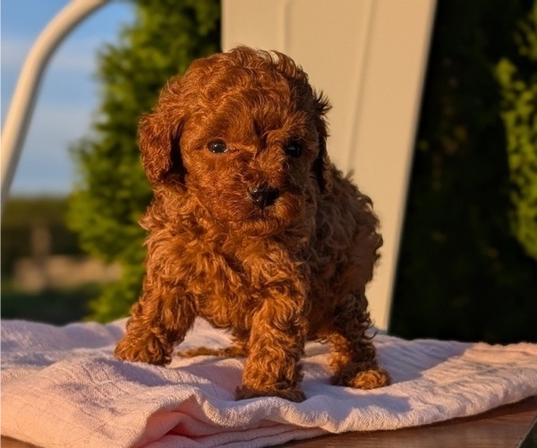 Medium Photo #16 Poodle (Miniature) Puppy For Sale in GOSHEN, IN, USA