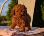 Small Photo #16 Poodle (Miniature) Puppy For Sale in GOSHEN, IN, USA