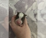 Puppy Puppy 3 Miniature American Shepherd