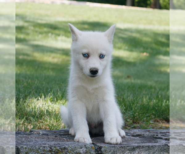 Medium Photo #3 Samoyed-Siberian Husky Mix Puppy For Sale in GAP, PA, USA