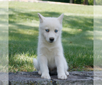 Small #2 Samoyed-Siberian Husky Mix