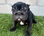 Small #1 French Bulldog