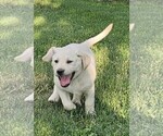 Small #2 Labrador Retriever