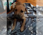 Small #1 American Pit Bull Terrier-Labrador Retriever Mix