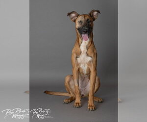 Mutt Dogs for adoption in Claremore, OK, USA