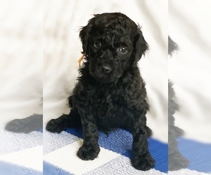 Goldendoodle Puppy for sale in LOXAHATCHEE, FL, USA