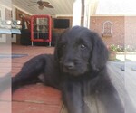 Small Photo #13 Labradoodle Puppy For Sale in OZARK, AL, USA