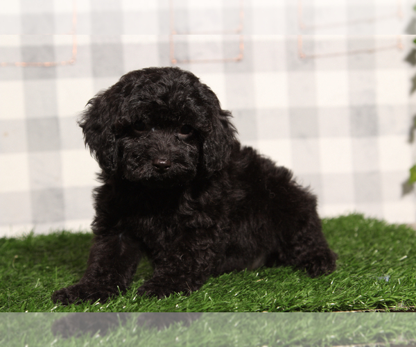 Medium Photo #1 Cavapoo Puppy For Sale in MARIETTA, GA, USA