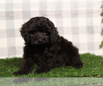 Small Cavapoo