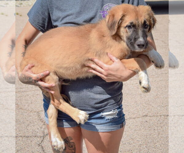 Medium Photo #2 Boxer-German Shepherd Dog Mix Puppy For Sale in Huntley, IL, USA