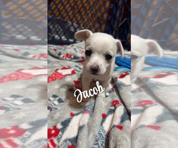Medium Photo #2 Chihuahua-Unknown Mix Puppy For Sale in Binghamton, NY, USA