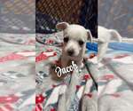 Small #1 Chihuahua Mix