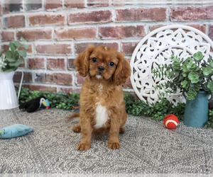 Cavalier King Charles Spaniel Puppy for Sale in SYRACUSE, Indiana USA
