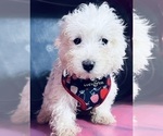 Small Photo #10 Maltipoo Puppy For Sale in DURHAM, CT, USA