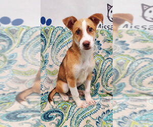 Mutt Dogs for adoption in Lake City, MI, USA