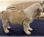 Small Photo #48 French Bulldog Puppy For Sale in CHINO HILLS, CA, USA