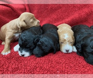 Poodle (Miniature)-Springerdoodle Mix Puppy for Sale in WASILLA, Alaska USA