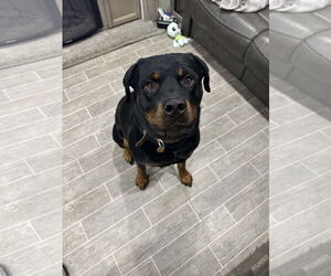 Rottweiler Dogs for adoption in Mills, WY, USA