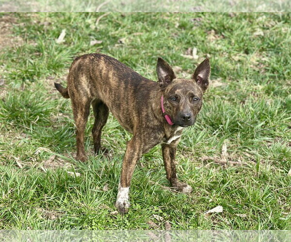 Medium Photo #4 Chihuahua-Feist Terrier Mix Puppy For Sale in Cookeville, TN, USA