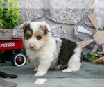 Puppy Isla Pembroke Welsh Corgi