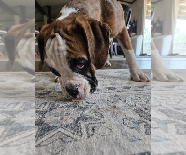 Medium Photo #8 Boxer Puppy For Sale in LAUREL, DE, USA