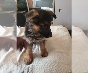 Medium German Shepherd Dog