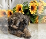 Small Photo #4 Shih Tzu Puppy For Sale in ORLANDO, FL, USA