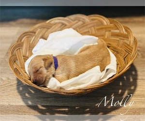 Medium Golden Retriever