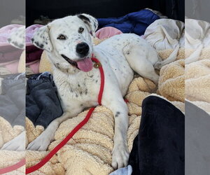 Mutt Dogs for adoption in Las Vegas, NM, USA