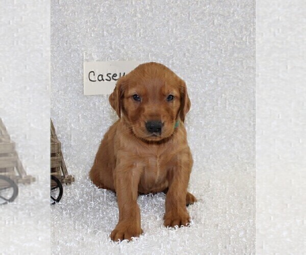 Medium Photo #6 Golden Retriever Puppy For Sale in STANLEY, WI, USA