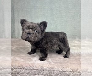 French Bulldog Puppy for sale in FRANKLIN, IN, USA
