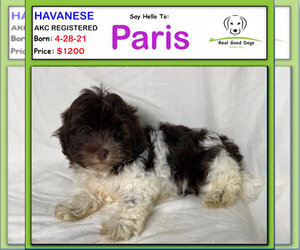 Havanese Puppy for sale in ALBION, IN, USA