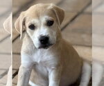 Small #1 Labrador Retriever Mix
