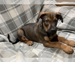 Small Photo #13 Belgian Malinois-Doberman Pinscher Mix Puppy For Sale in MILLBROOK, NY, USA